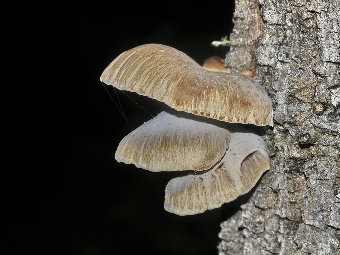 Panellus serotinus?
